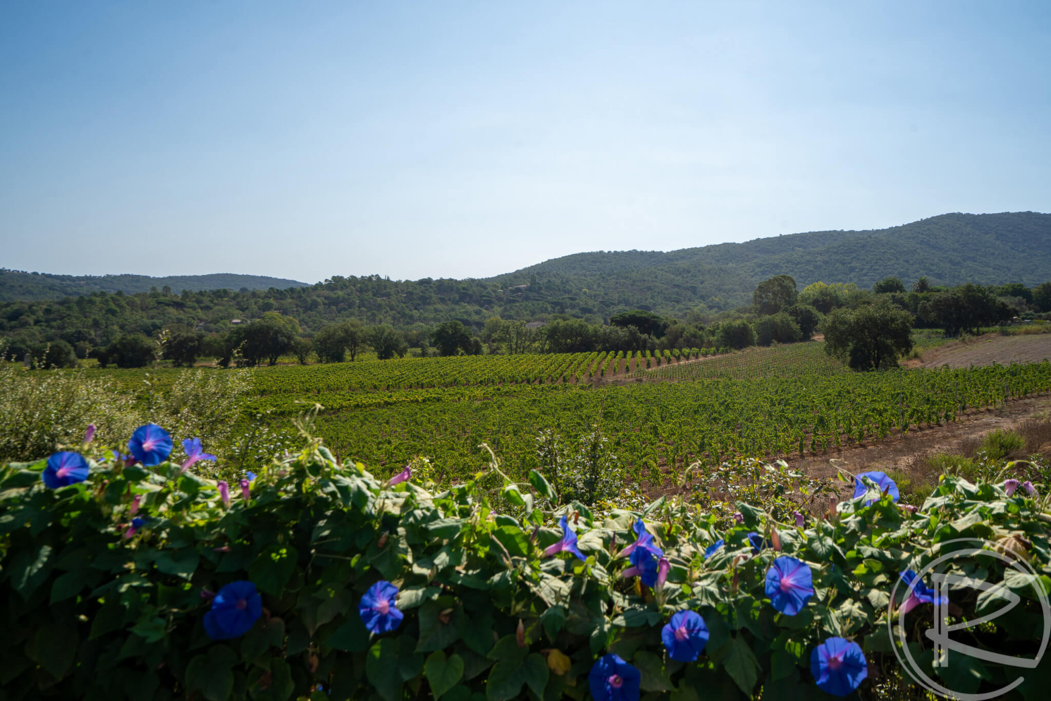 La Vigne, Gassin